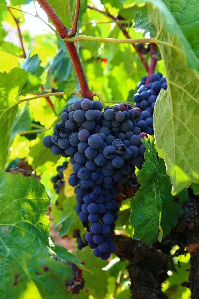 Treated grapevine